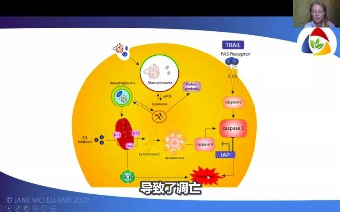 如何饿死癌症第六十课——通过控制抑制细胞凋亡的通路,如Fas受体,IAP,和Bcl2促进癌细胞凋亡:黄芩可全面控制通路;甲苯芬苯阿苯等也可以促进癌...