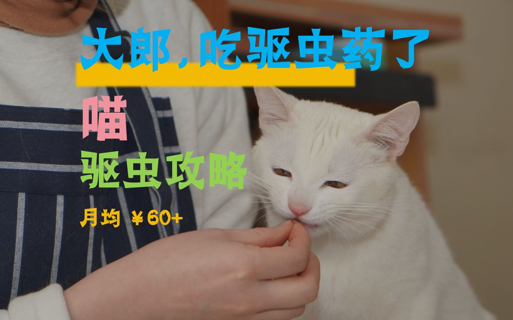 最全面很便宜的猫用驱虫药双十一攻略哔哩哔哩bilibili