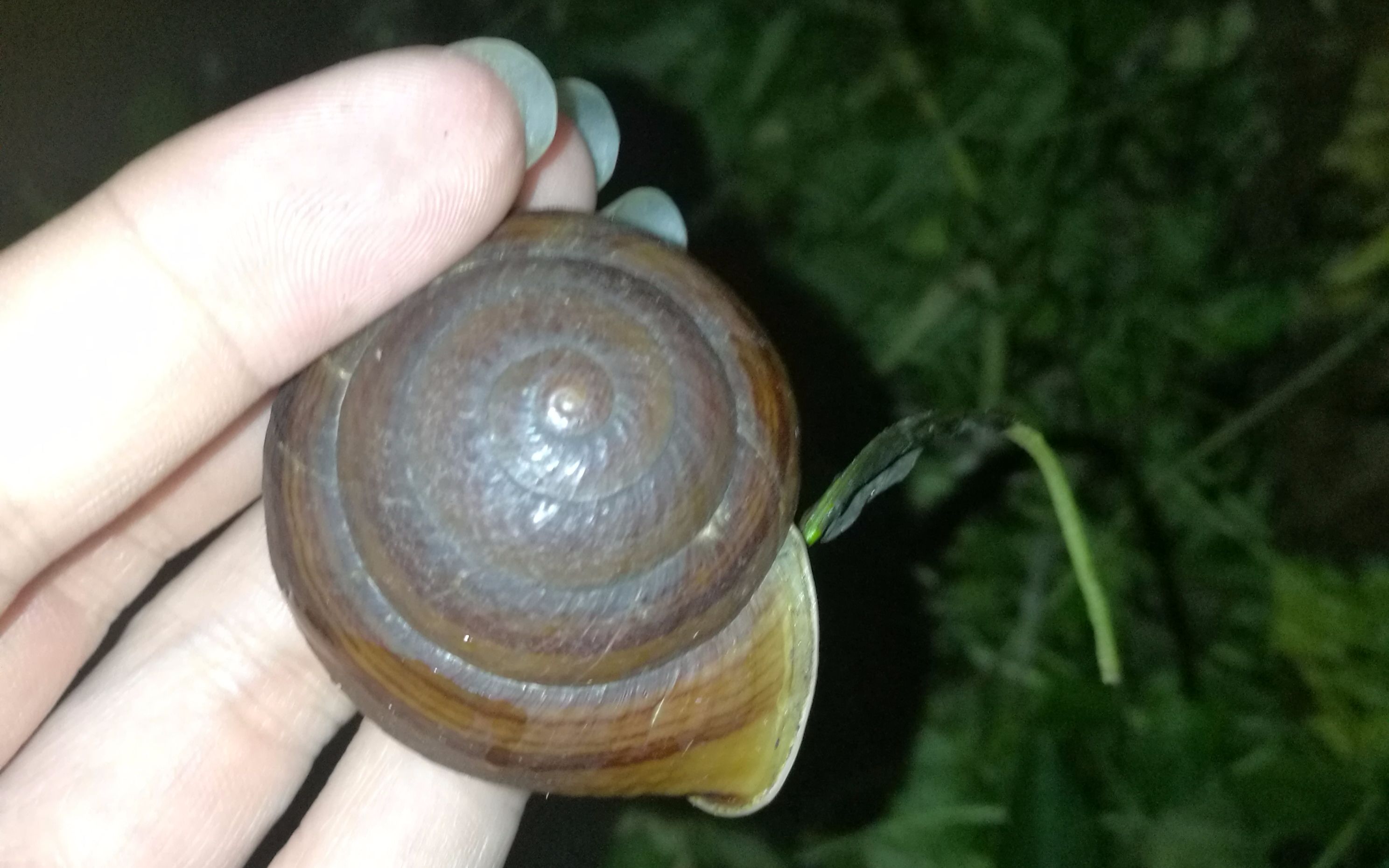 遇见一个大蜗牛