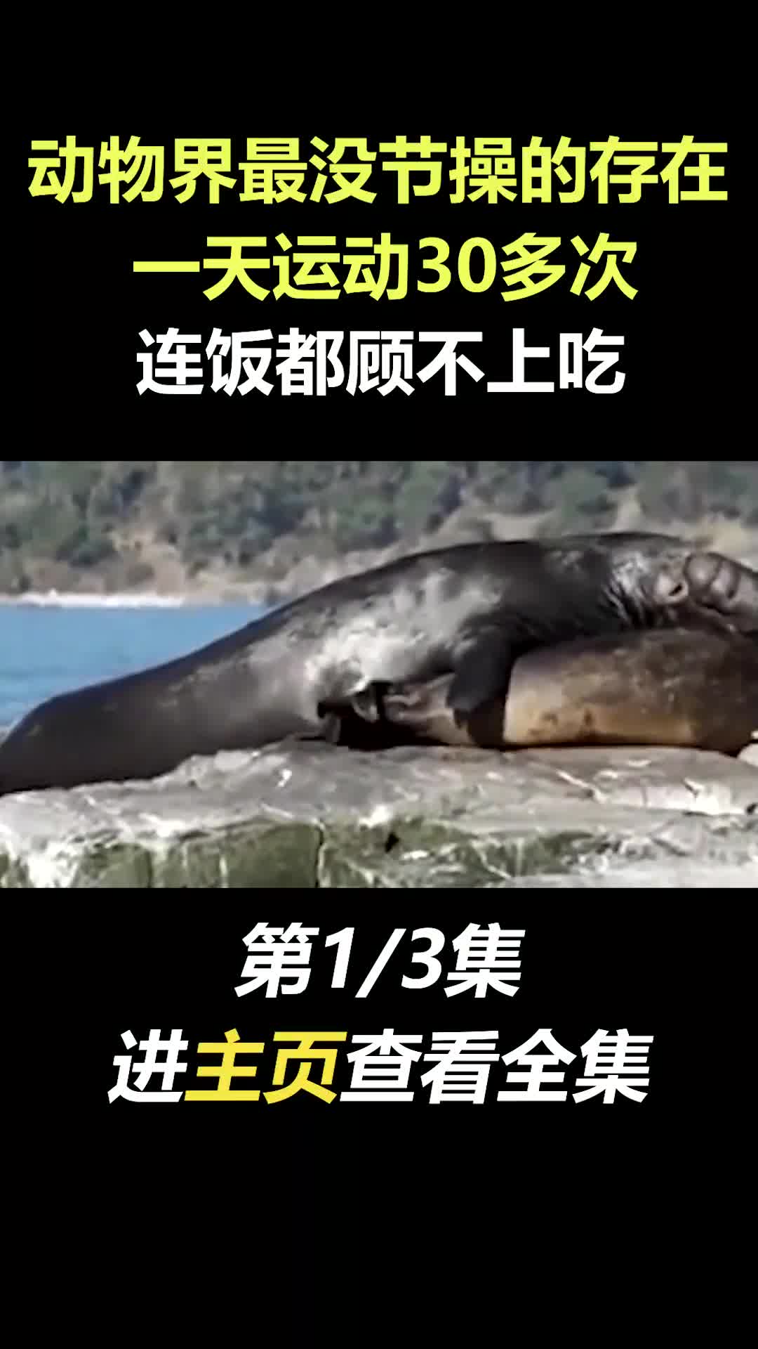 “肾王”海狗有多疯狂?一天30次连续45天,甚至企鹅都不放过哔哩哔哩bilibili