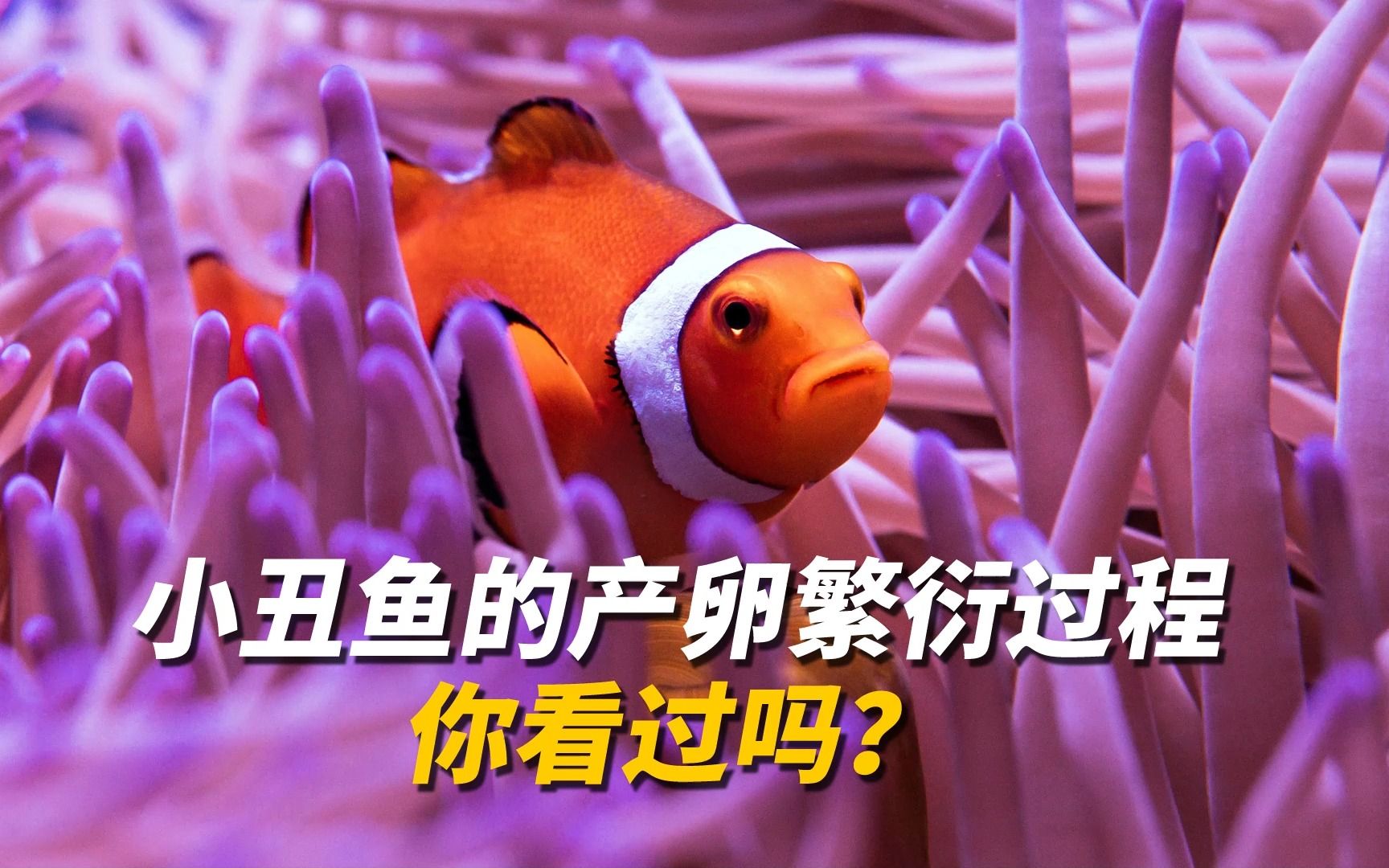 你想看看小丑鱼的产卵繁衍过程吗?2013年cnn评选世界最可爱物种第11名