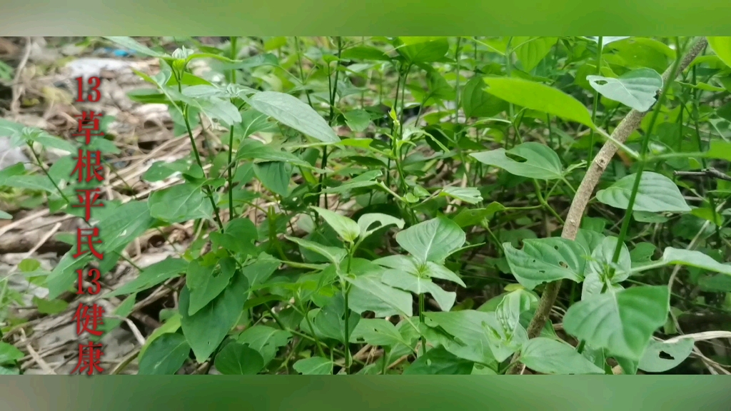 中草藥狗肝菜藥用功效:涼血利尿,治結膜炎,感冒高熱等等.