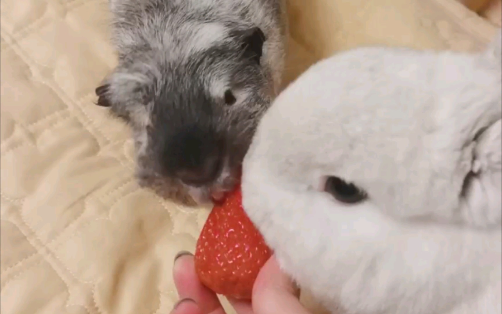 兔子粥粥和豚鼠d君之红果果吃播专辑～_哔哩哔哩 (゜-゜)つロ 干杯