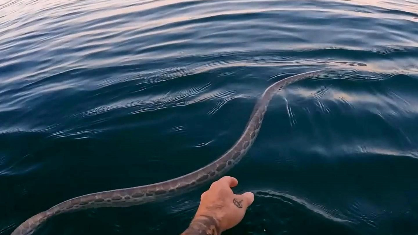 看到海蛇就跳进水里伸手摸,这对吗?