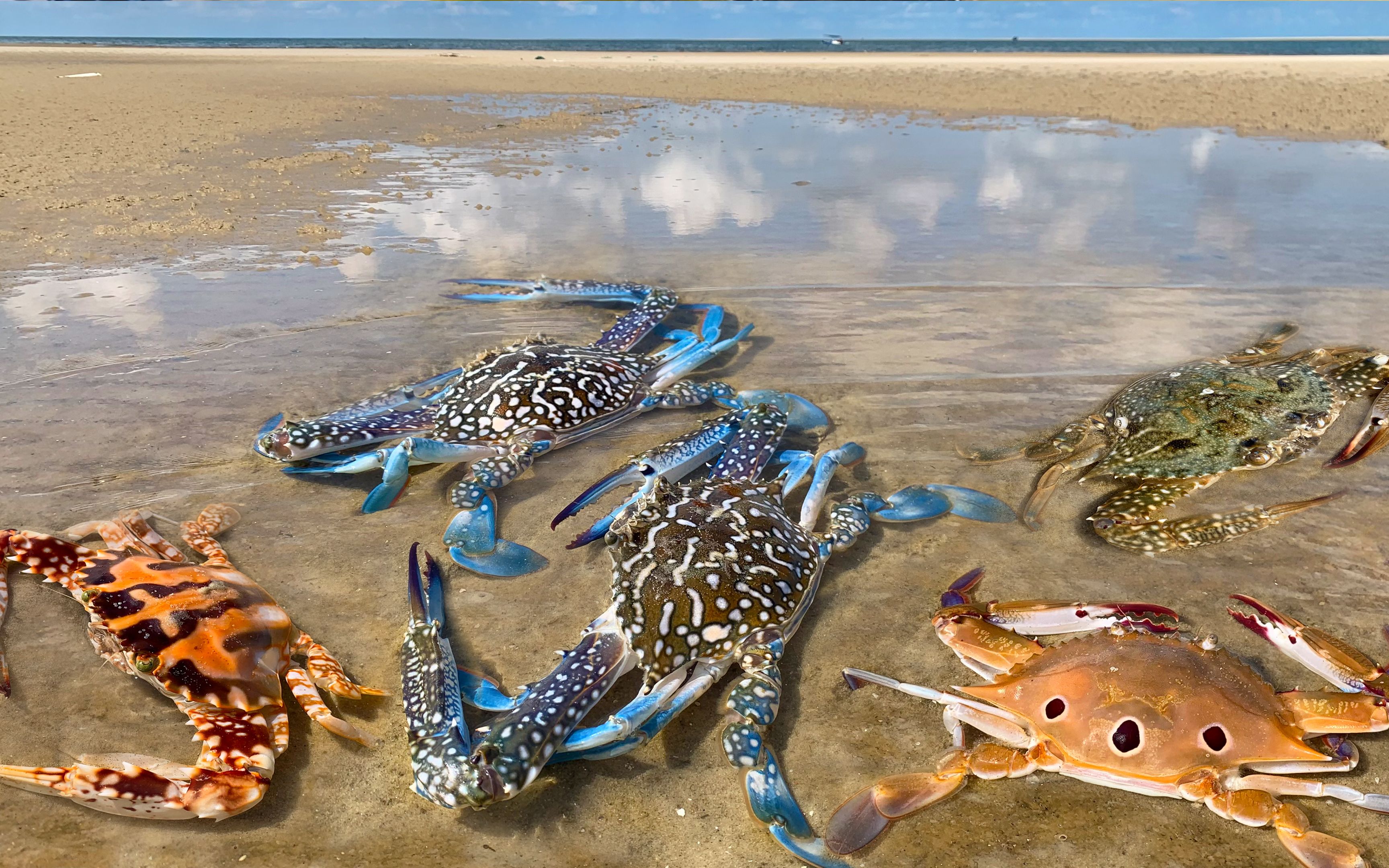 阿聪去赶海,发现5种彩色螃蟹聚集一堂,太漂亮了你认识几种