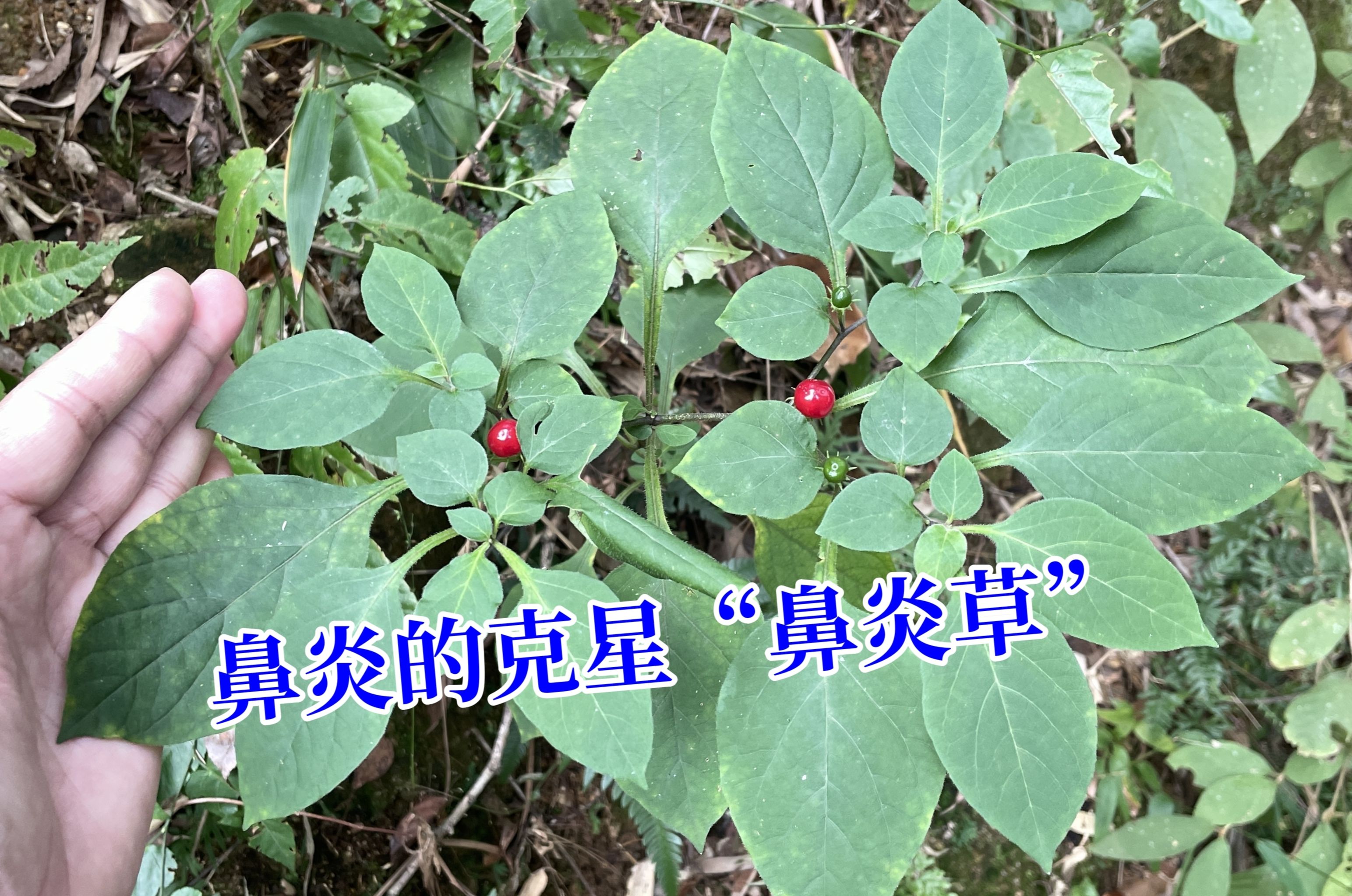 农村路旁的"鼻炎草",在国内的用途特别厉害,拍给大家认识一下