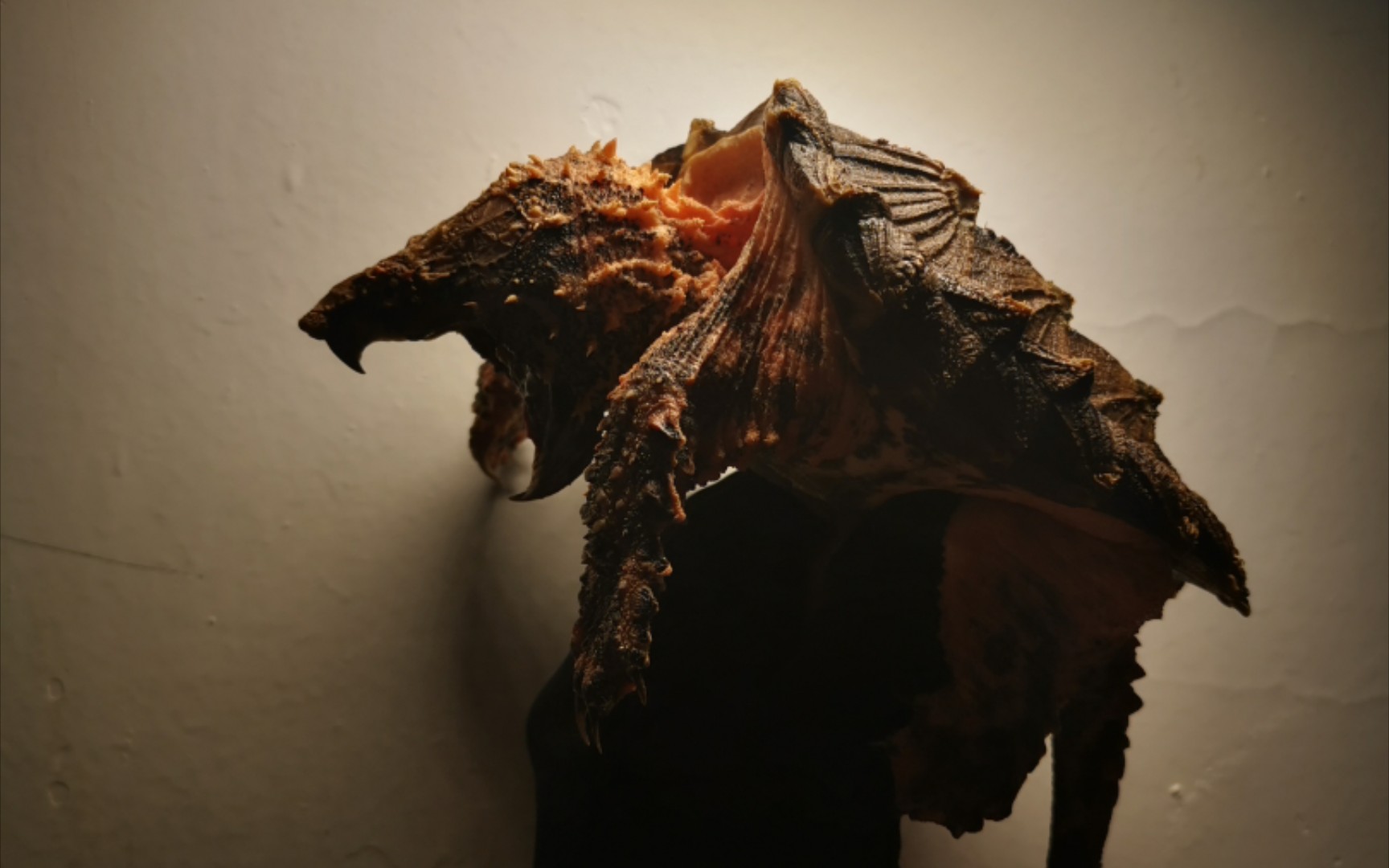 【变异大鳄61大理石】开箱即退坑,三十天内入手的第二只大鳄龟_哔哩