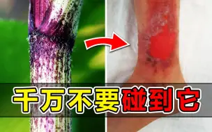 Download Video: 碰一碰引发三级烧伤！皮肤溶解！被恶魔植物侵蚀后有多恐怖？