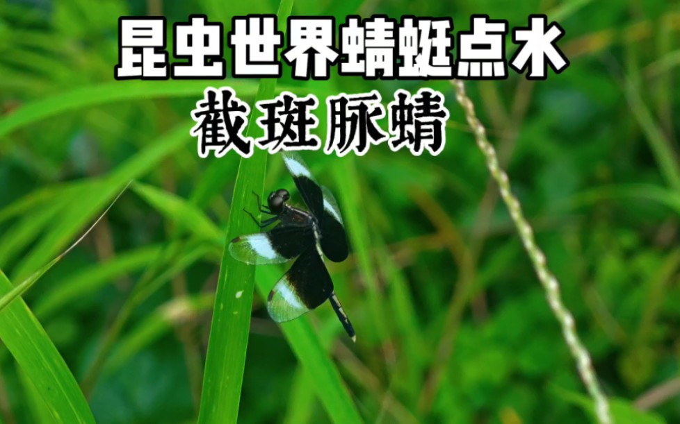 昆虫世界蜻蜓点水黑翅带蓝斑蓝蜻截斑脉蜻