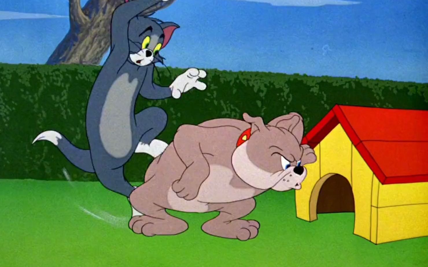 "每日一遍,防止emo""今日汤姆大战斯派克"