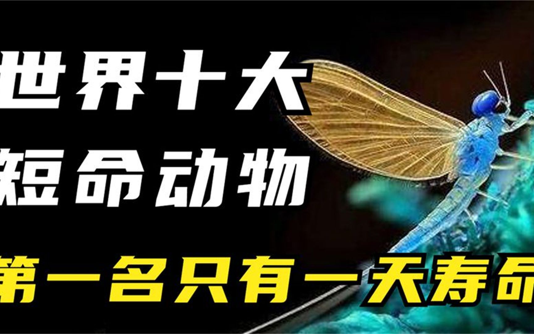 盘点,10种寿命最短动物科普:生命最短的动物只有一天的寿命
