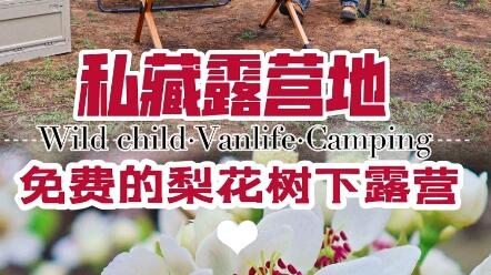 北京 小众赏花地 梨花树下露营 哔哩哔哩 北京 小众赏花地 梨花树下露营 哔哩哔哩
