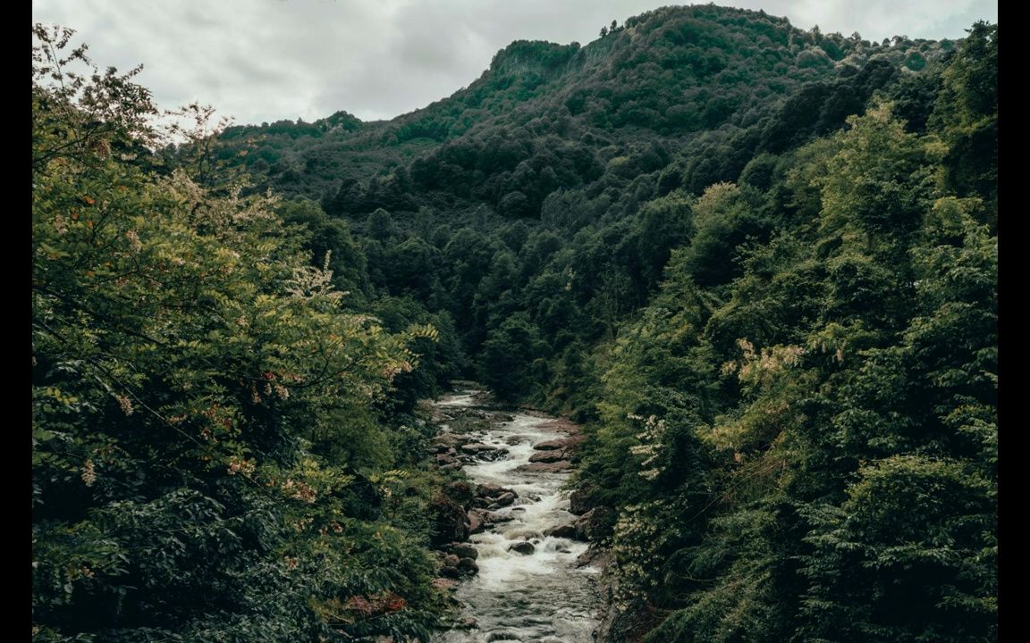 [图]Forest  Birdsong and nature Loop白噪音_ASMR_冥想音樂_睡眠舒緩_放鬆壓力White Noise _Sleep, Study