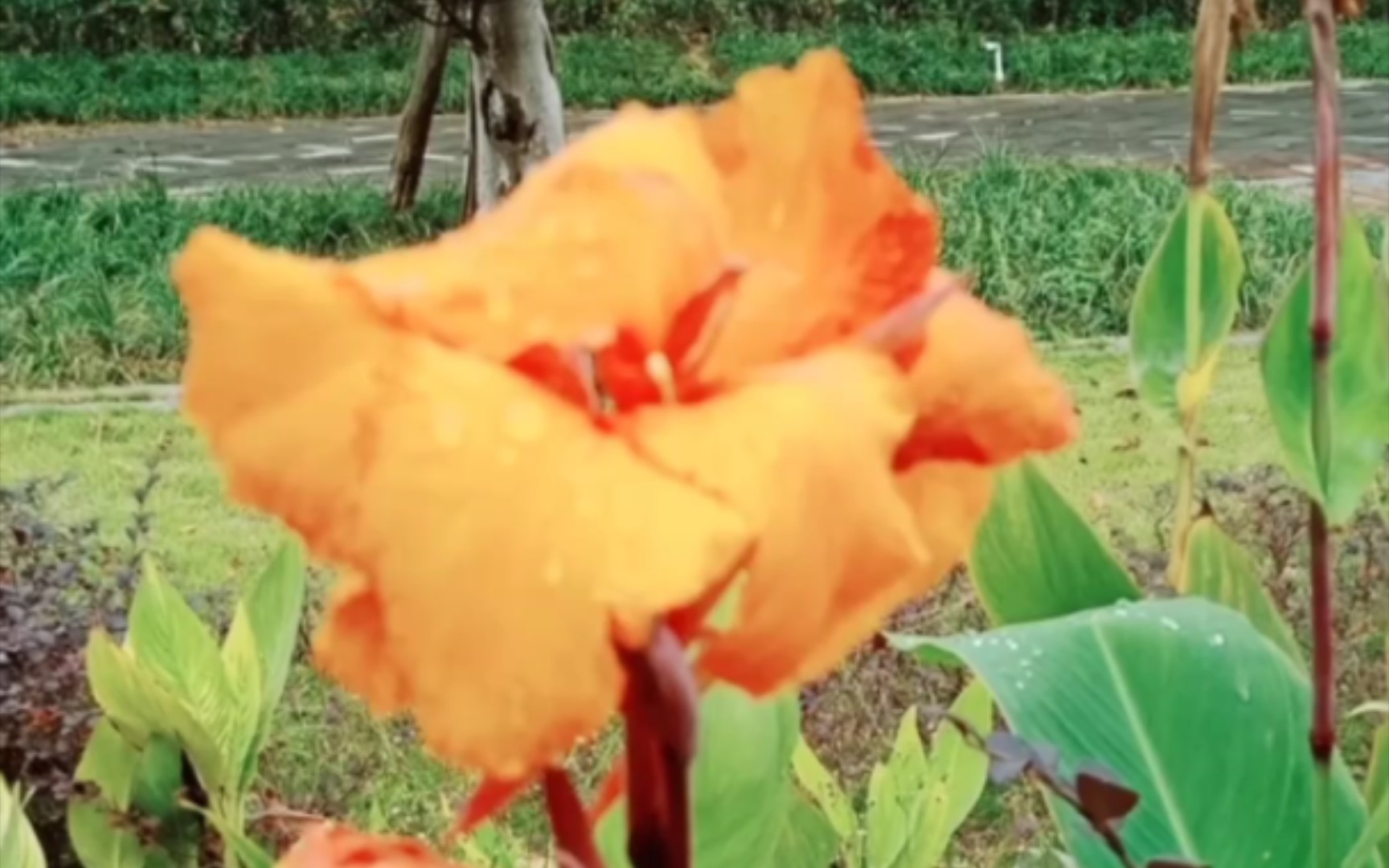 这种花有人吸过吗?里面的水有点甜,还有花芯像一把剑或刀.哔哩哔哩bilibili