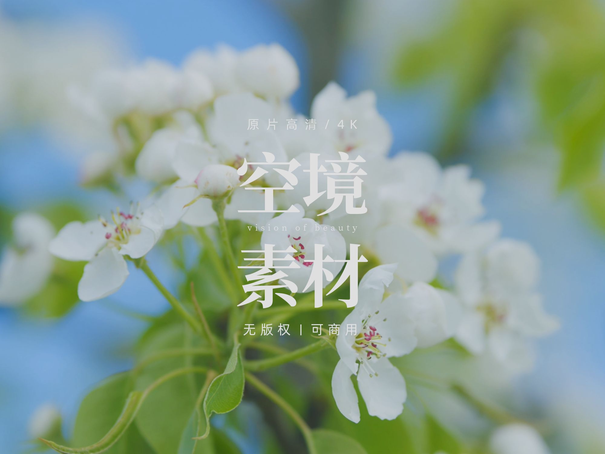 【免版权空镜】樱花花朵夏天自然风景哔哩哔哩bilibili