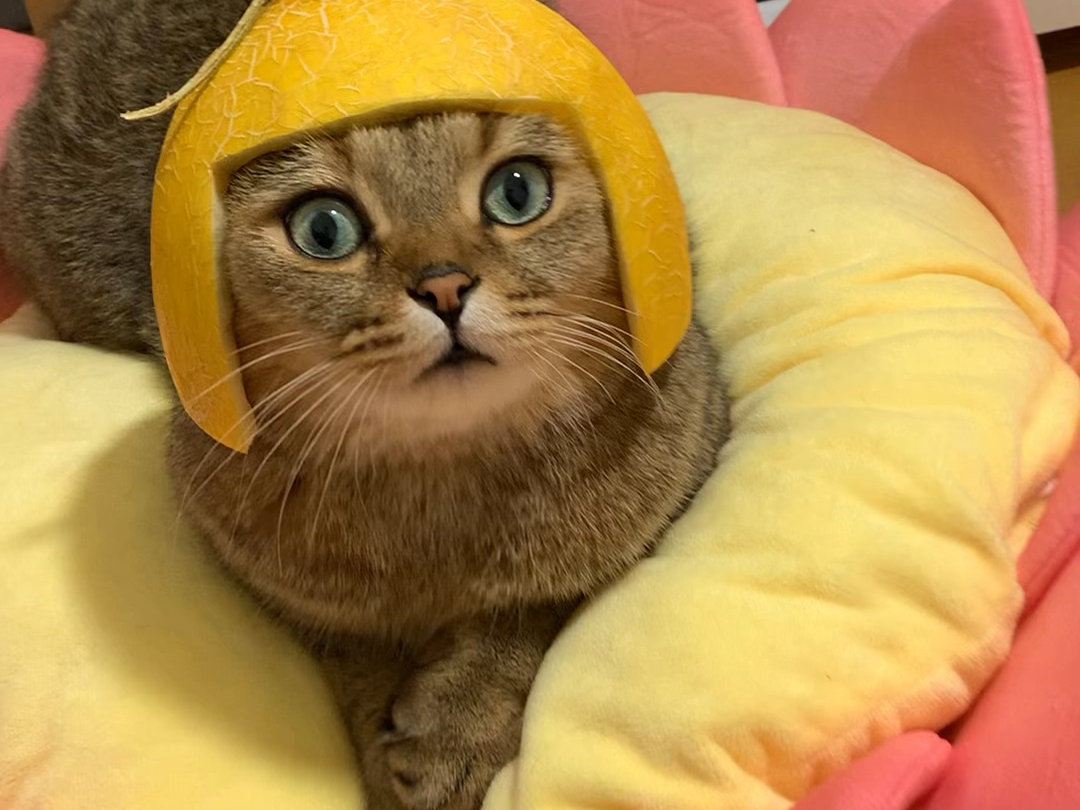 🐱瓜皮帽子挑战成功!猫咪变身小王子!