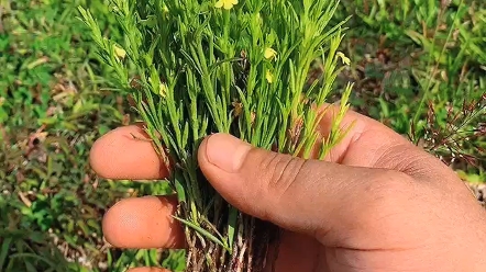 独角象草药图片图片