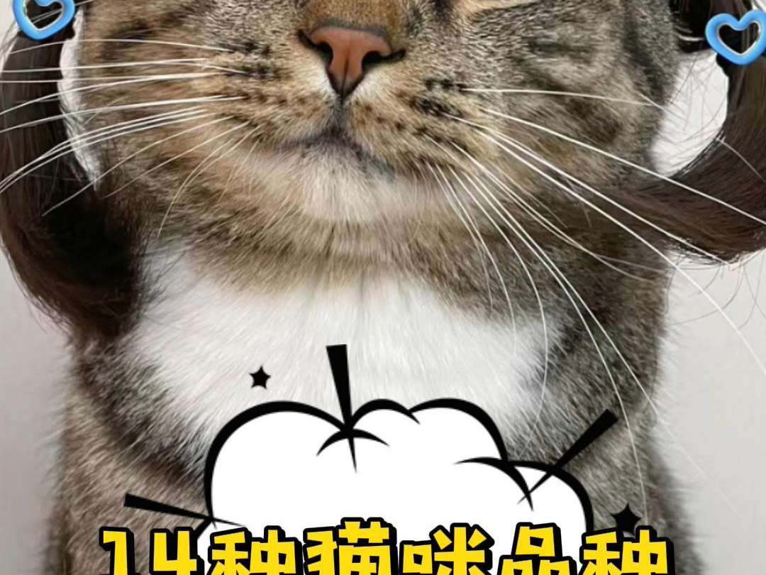 常见的猫咪品种大全,你还知道那些?哔哩哔哩bilibili