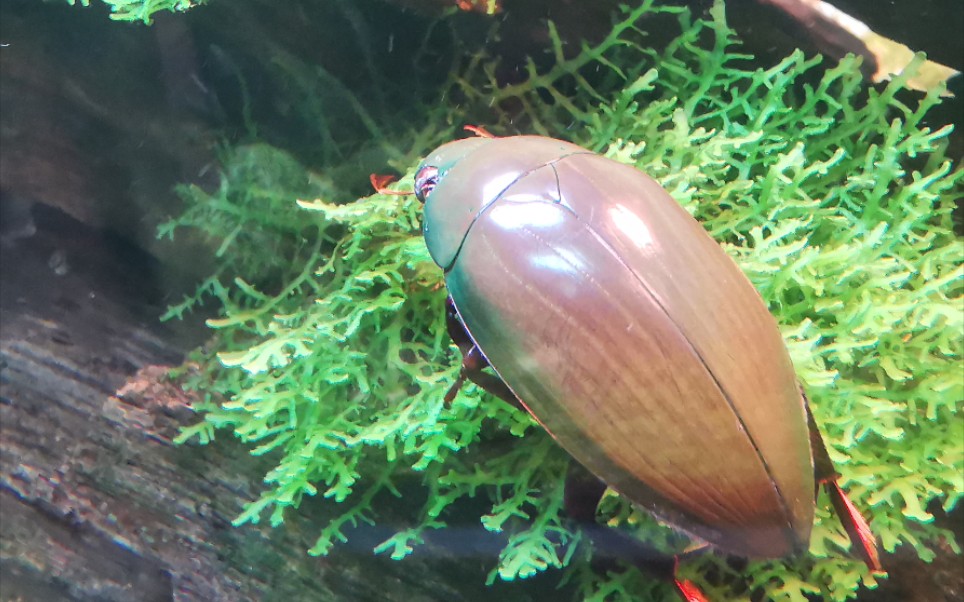 认真吃草的水龟甲