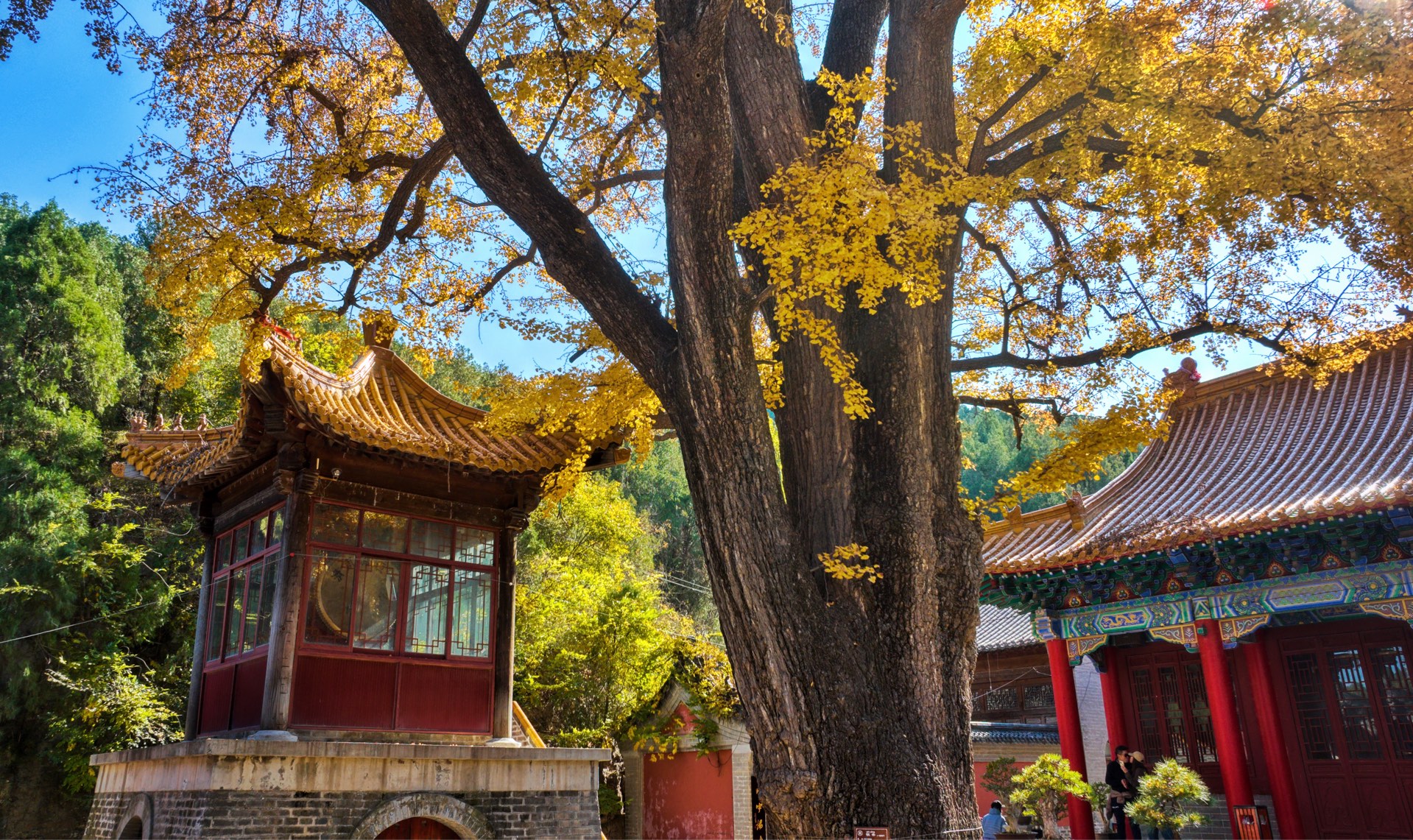 大唐古银杏淌豆寺.2024航拍济南古银杏(二)哔哩哔哩bilibili