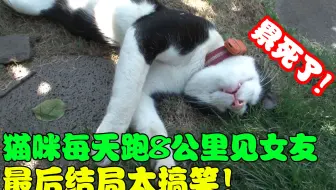 猫咪为爱每天坚持跑8公里，只为见女友一面，没想到意外却发生了