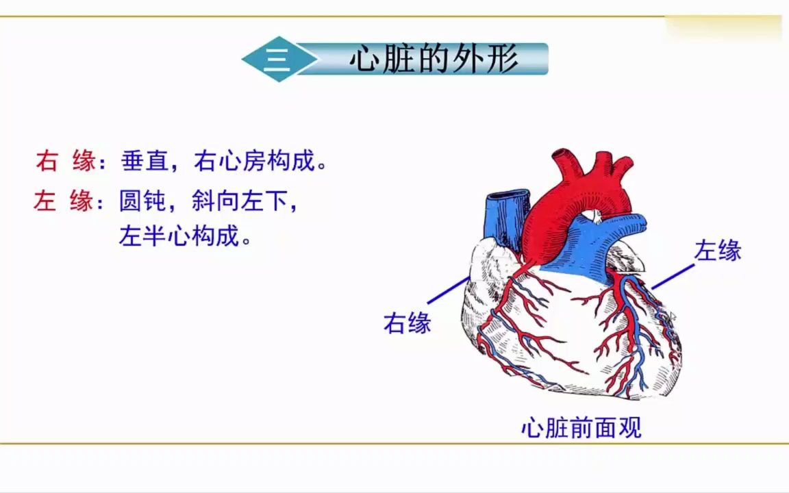 [3.6.2]2.2纵膈教学视频2哔哩哔哩bilibili