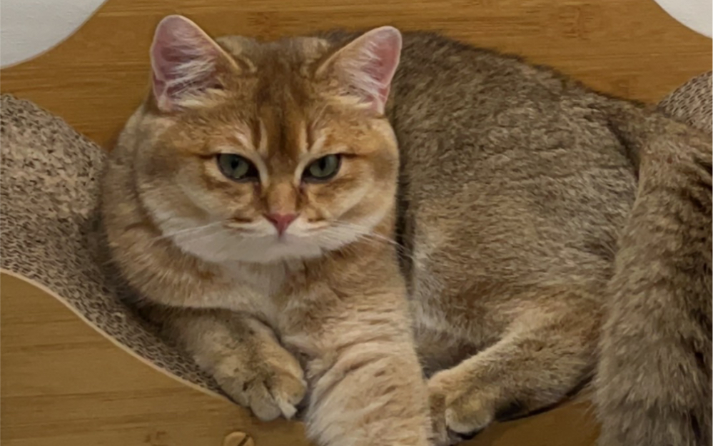 我的小猫咪辛巴