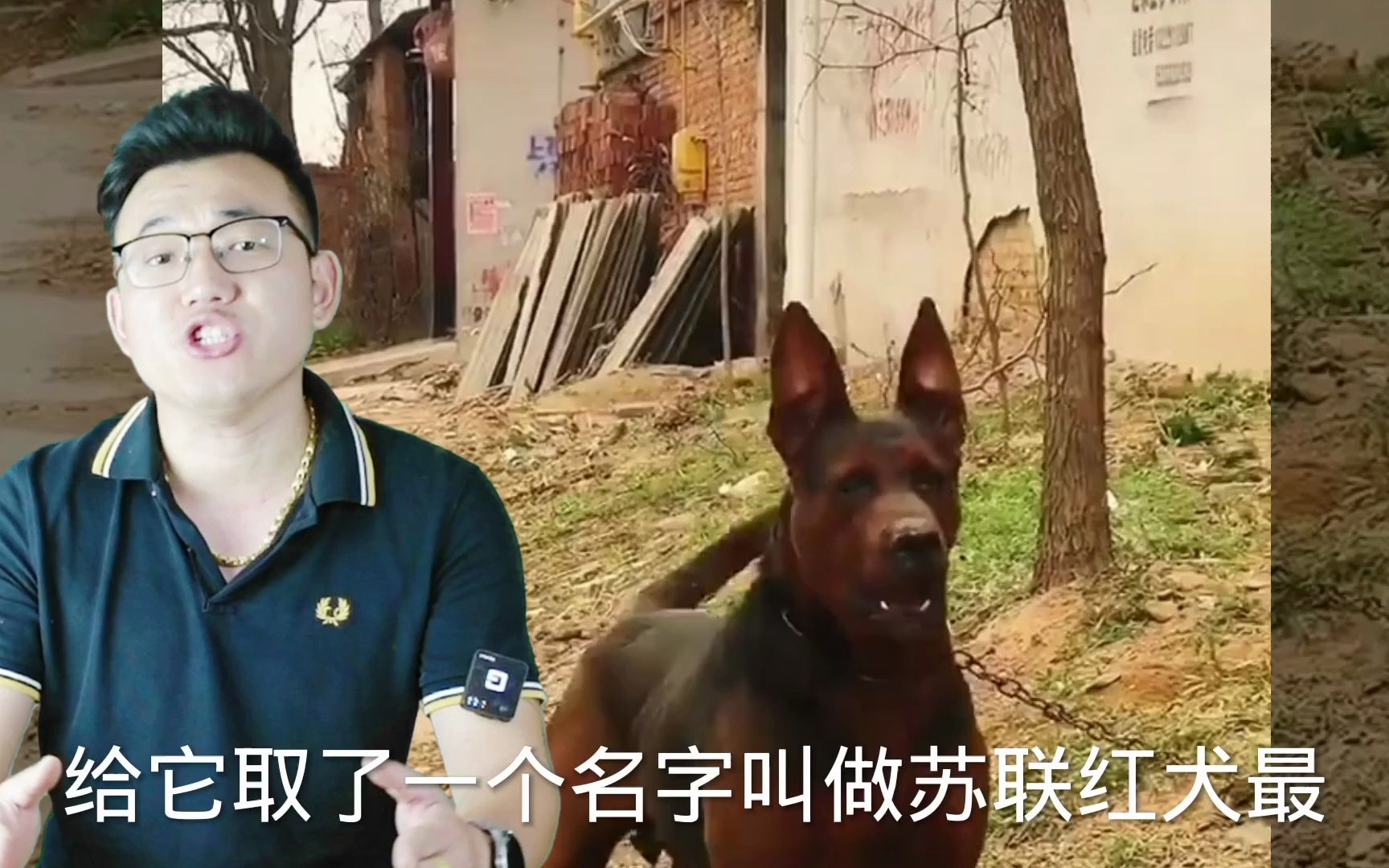 国产很贵狼犬,曾经能换套房,苏联红犬哔哩哔哩bilibili