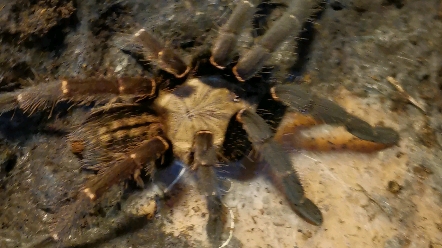 巴赫马地老虎捕食