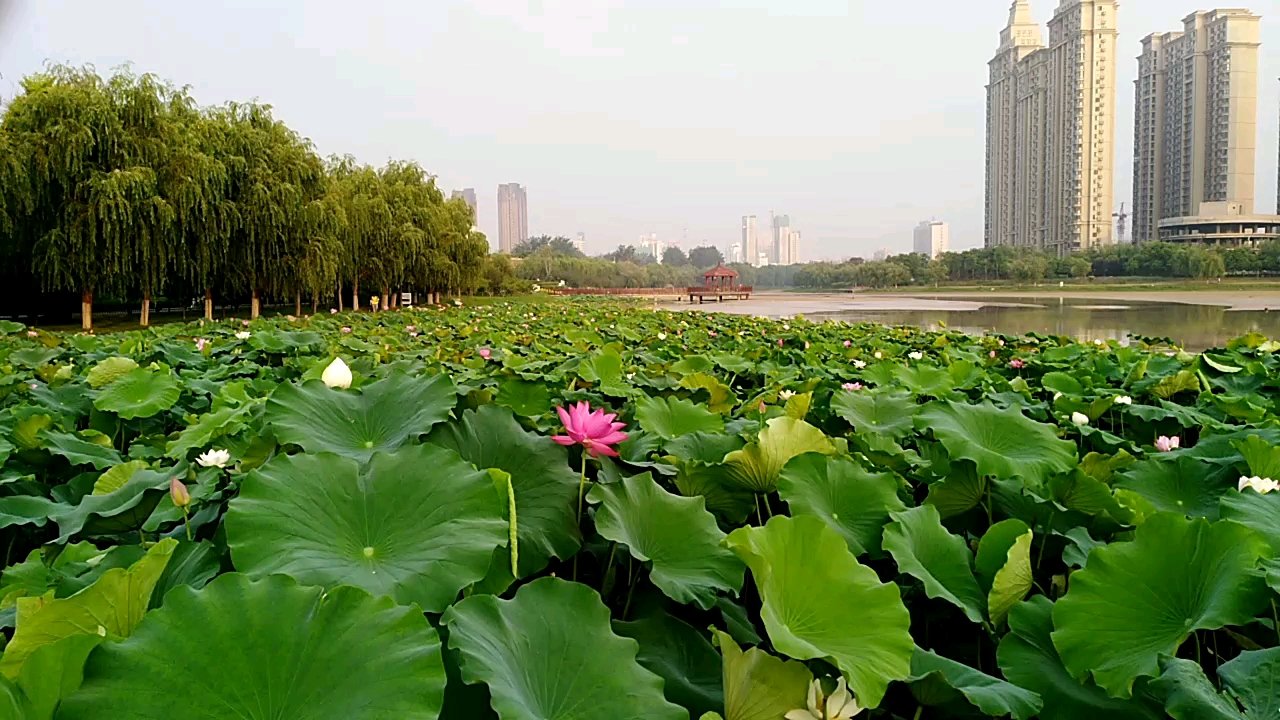 新乡市牧野广场
