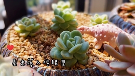 多肉花芽处理方法 哔哩哔哩 つロ干杯 Bilibili