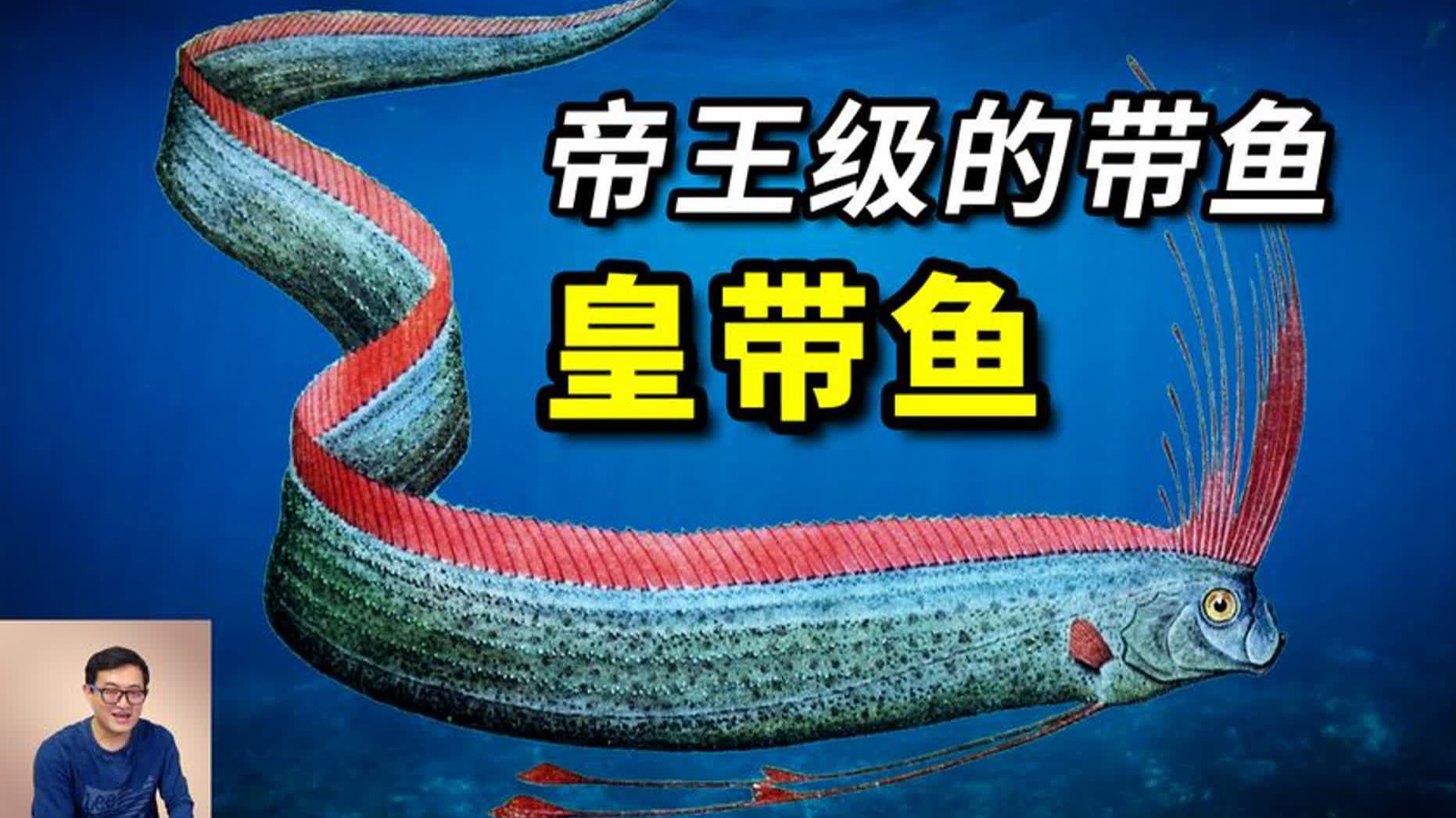 体长超过10米,相貌极其魔幻,深海巨物之一,带鱼中的帝王皇带鱼-暗-揭秘-暗-揭秘-哔哩哔哩视频