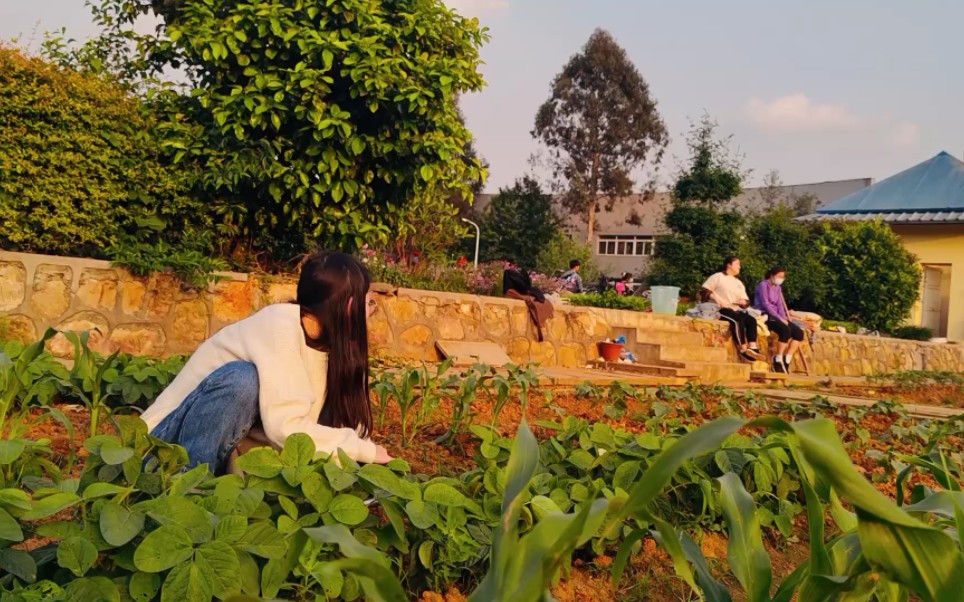 大学生种地合集