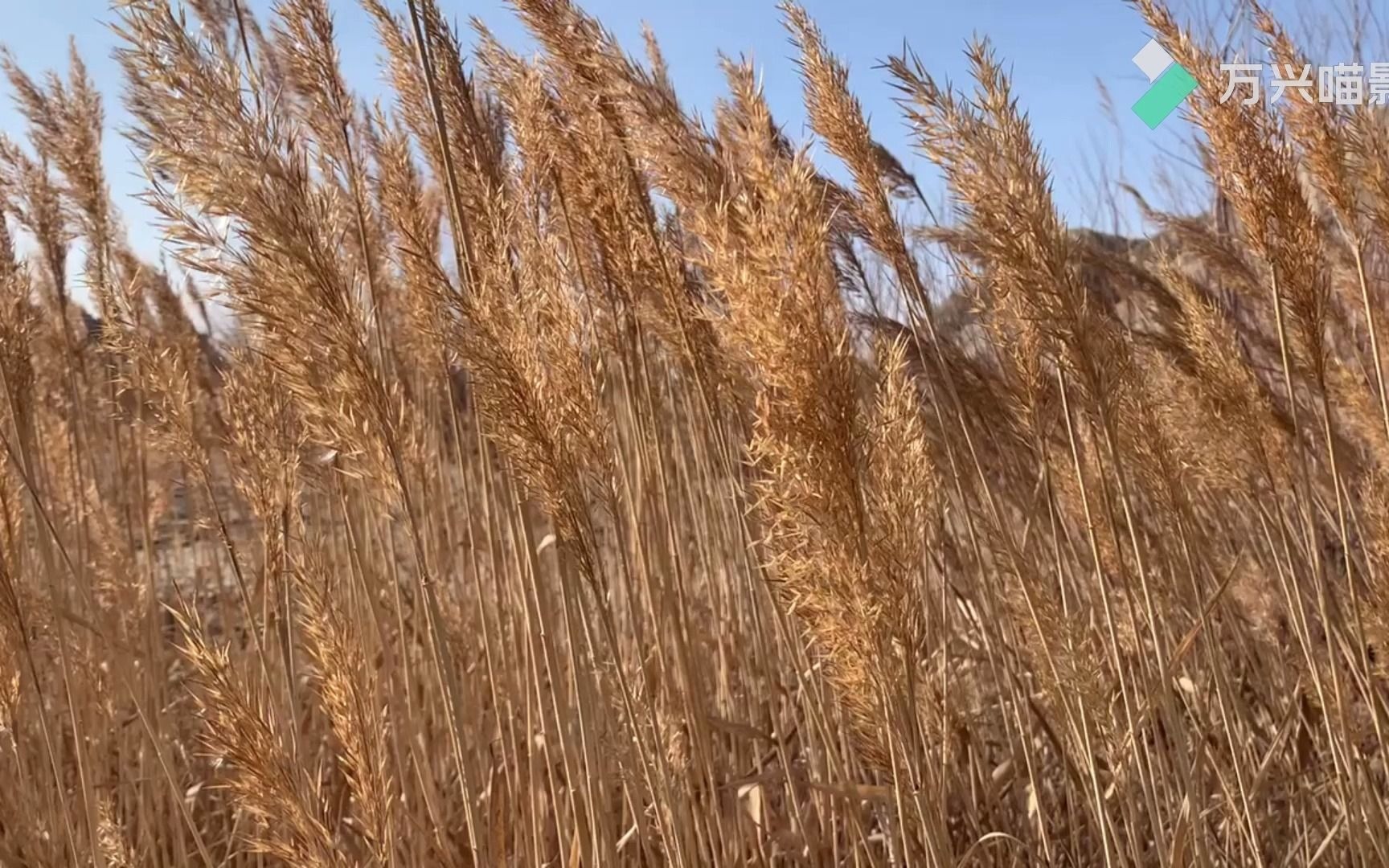 [图]风吹芦苇荡~