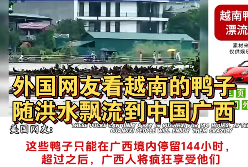 外国网友看越南的鸭子随洪水飘流到广西,韩国网民:应该找广西人索赔
