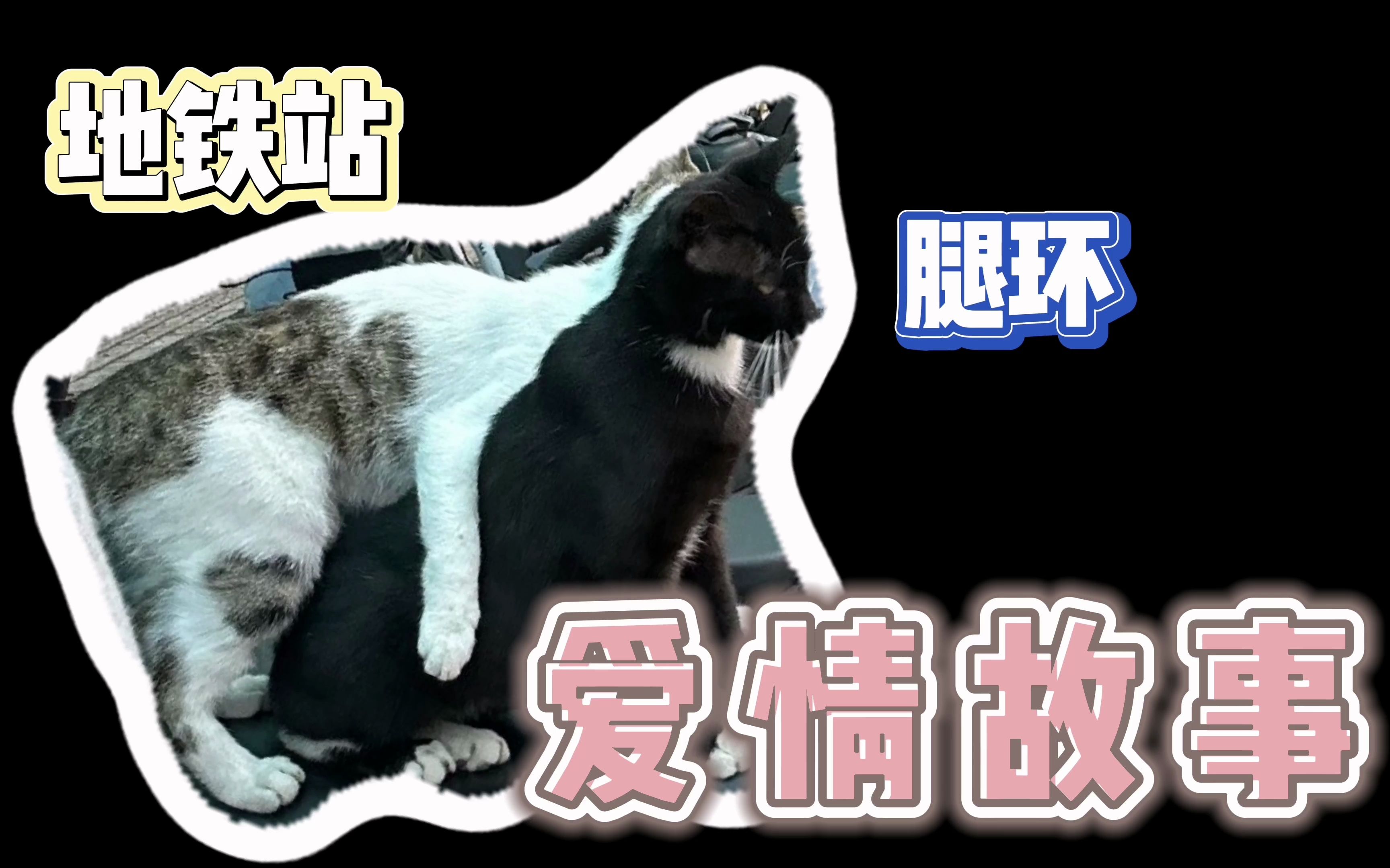 华科HUST翘屁猫520特辑 | 地铁站&腿环 猫猫爱情故事哔哩哔哩bilibili