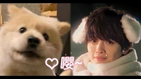 剧抛脸 高冷 犬系切换 玉森裕太 东京大饭店 恋爱手册 哔哩哔哩 つロ干杯 Bilibili