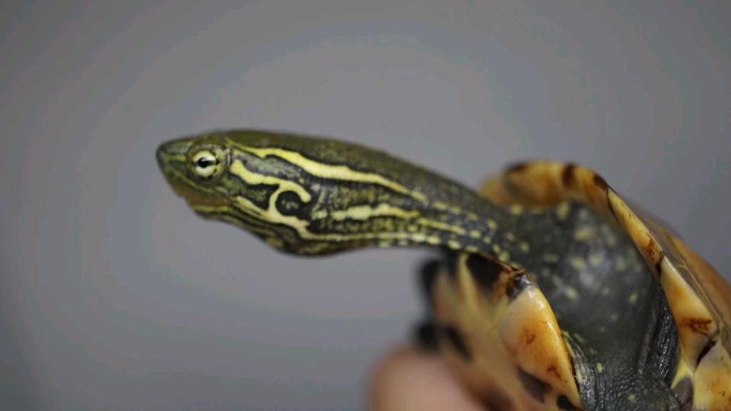 【草龟】锈墨彩出(极)靓头纹田黄公草龟