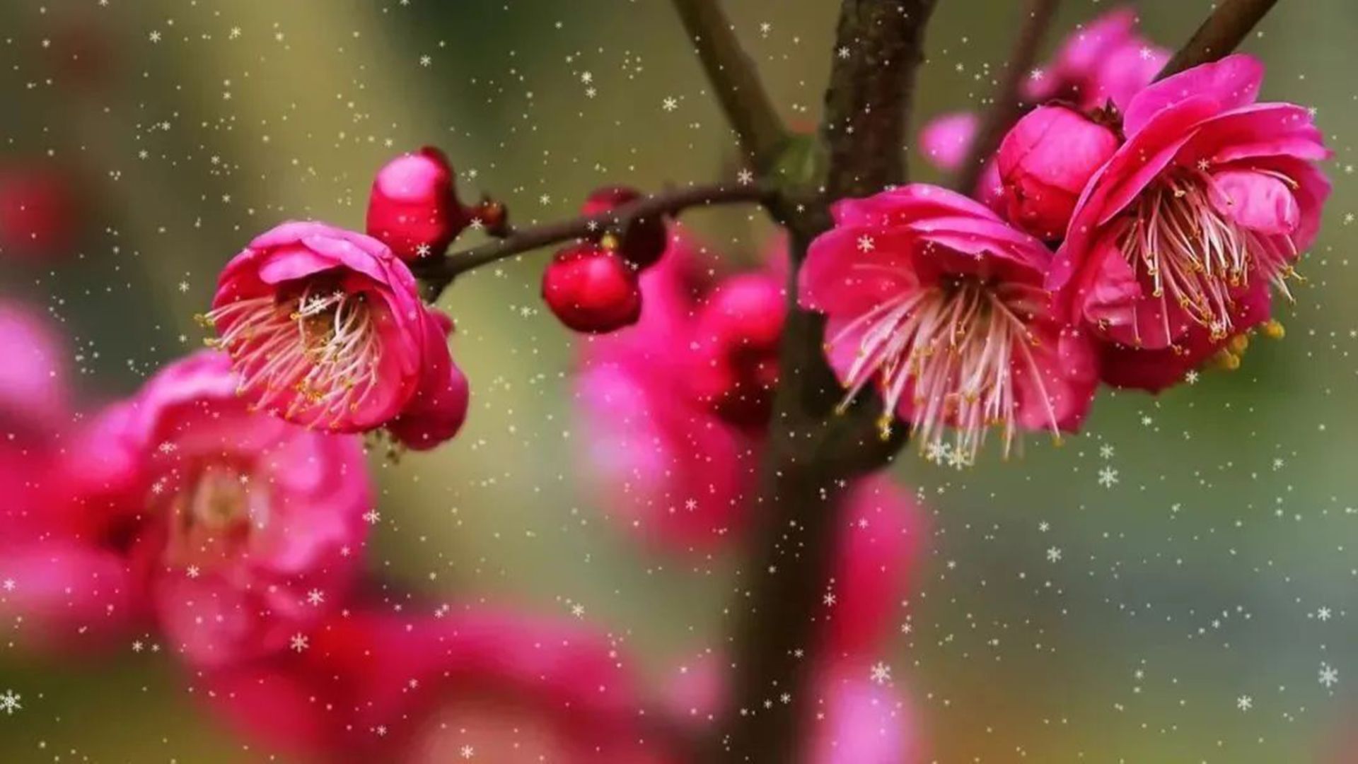 [图]今日大雪，一首《梅花雪》祝您吉祥安康！