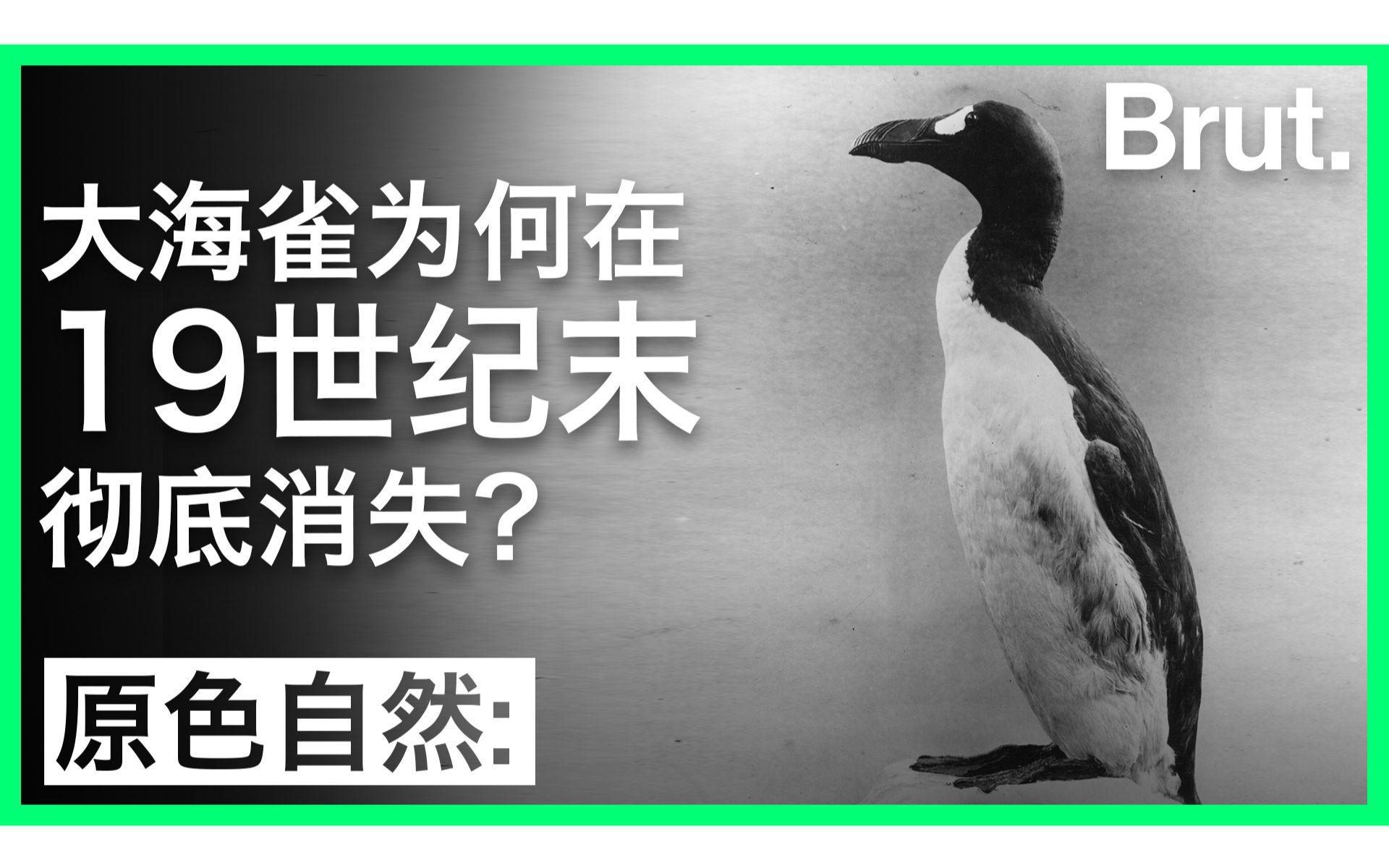 曾经几百万只的的大海雀,为何在19世纪末彻底消失?哔哩哔哩bilibili