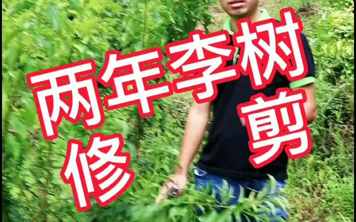 两年李树修剪哔哩哔哩bilibili