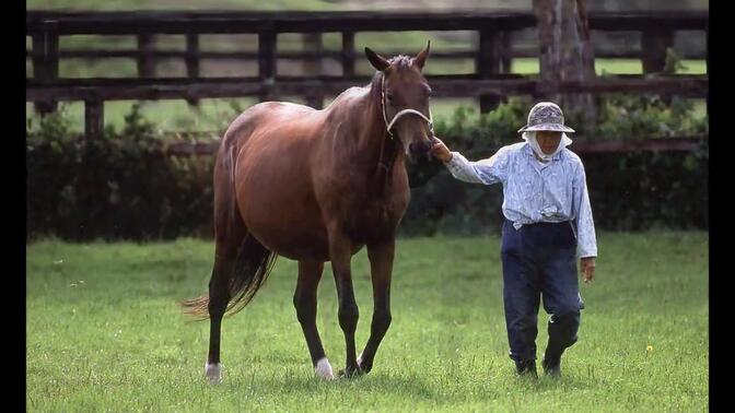 natural/トウカイテイオーの母)东海帝王的母亲