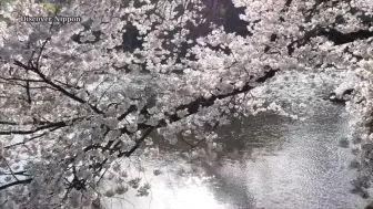 21 東京の桜満開花見東京観光旅行案内上野公園千鳥ヶ淵新宿御苑 哔哩哔哩 つロ干杯 Bilibili