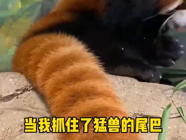 当我抓住了猛兽的尾巴 感觉下一秒就要生气!哔哩哔哩bilibili