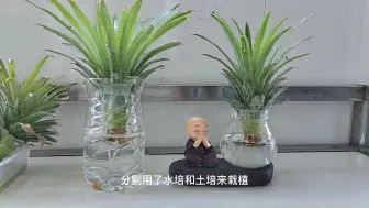 Video herunterladen: 凤梨（菠萝）的冠芽用来做小盆栽真的挺不错了，不管是水培还是土培，只要给它充足的光照，都能生长的比较好。