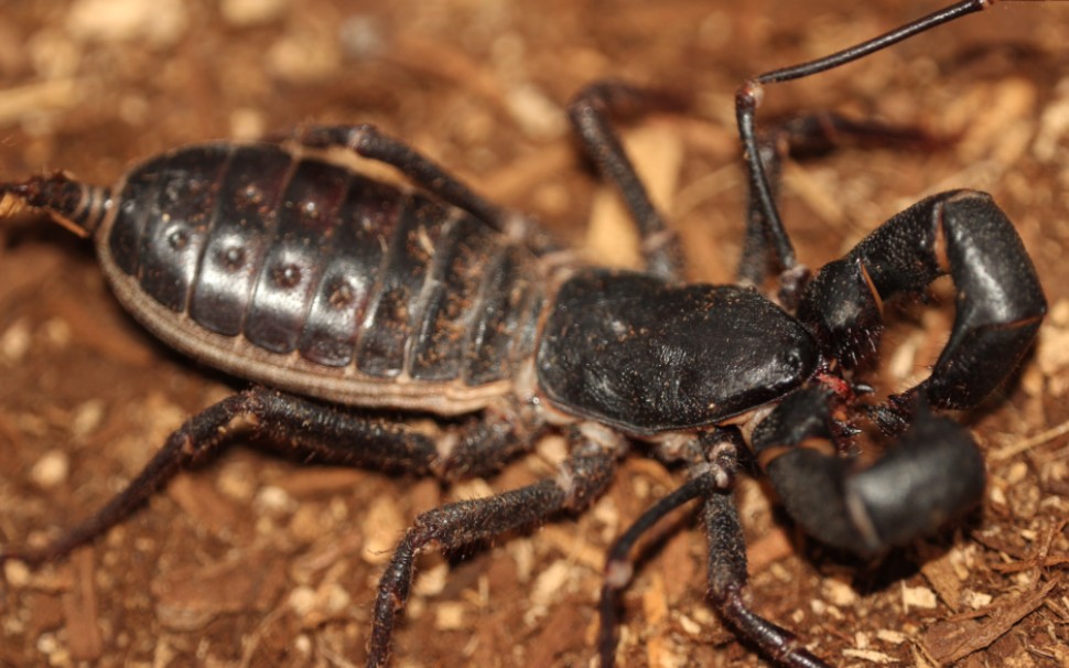 成体公巨鞭蝎吃播