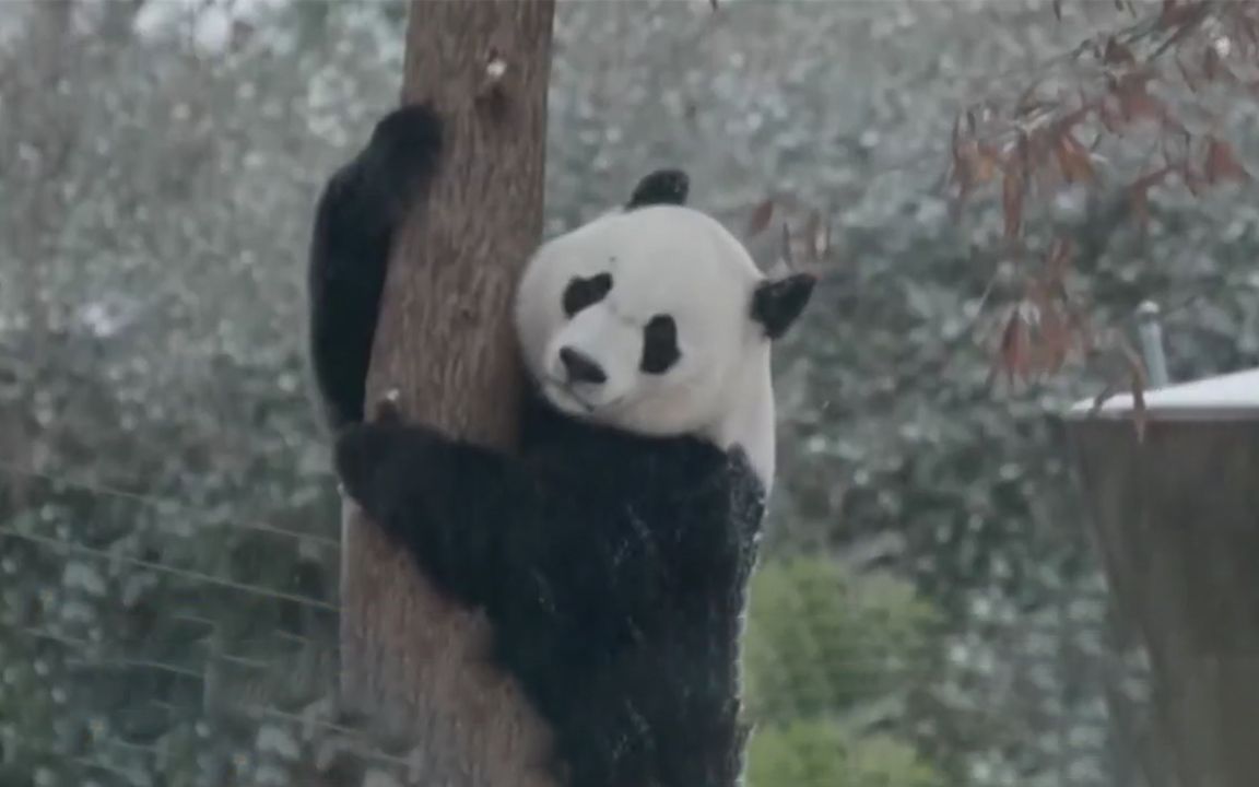 当国宝遇到雪 熊猫秒开启“翻滚模式”哔哩哔哩bilibili