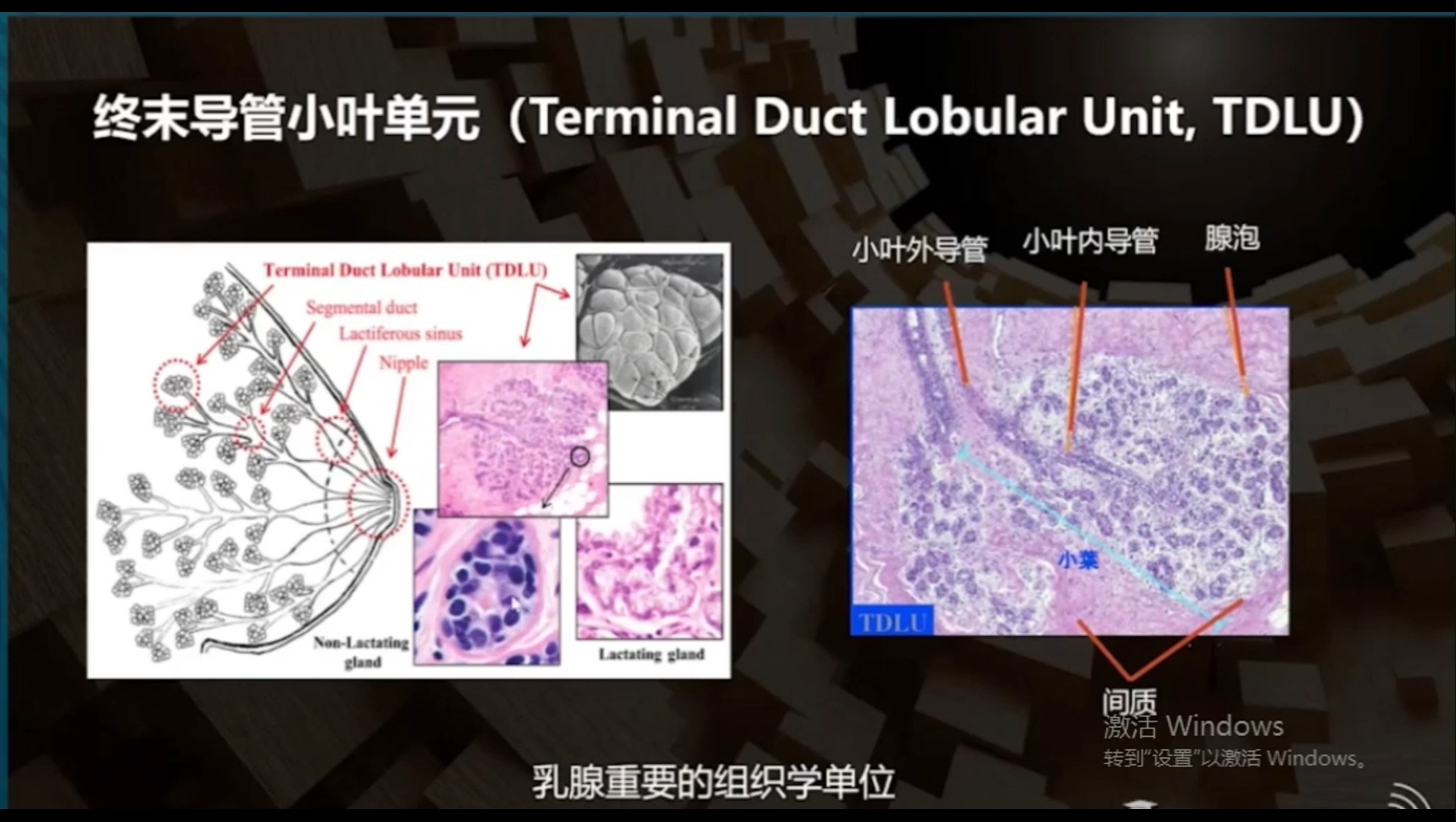 【浅表超声】乳腺超声解剖与乳腺超声背景哔哩哔哩bilibili