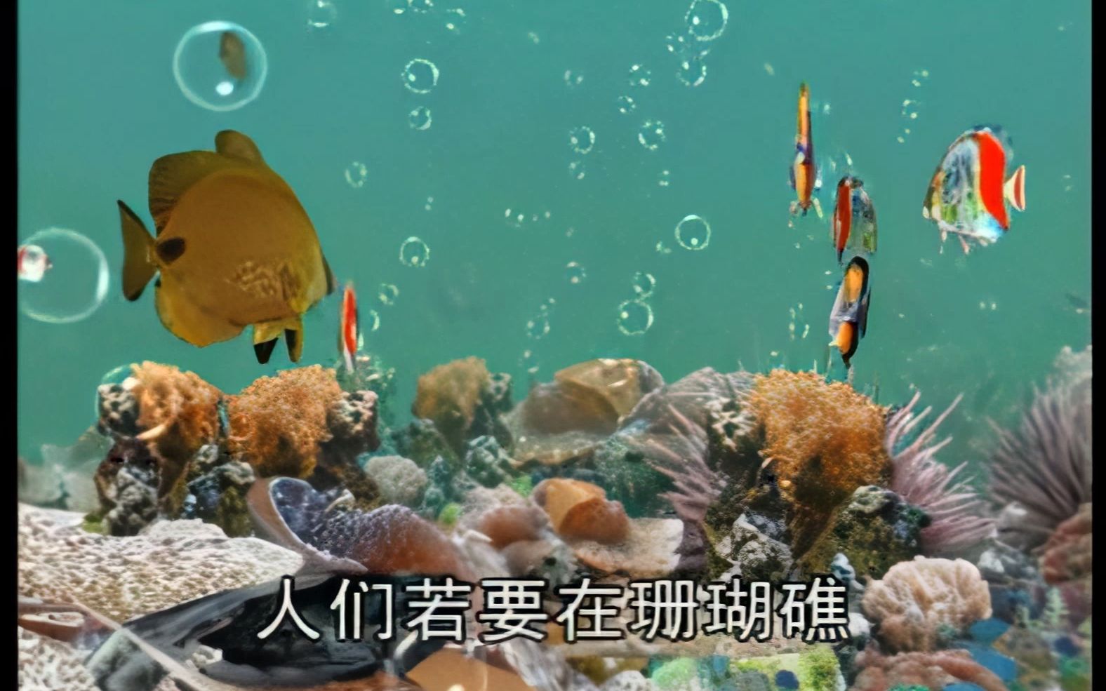 [图]海洋世界——美丽的蝴蝶鱼