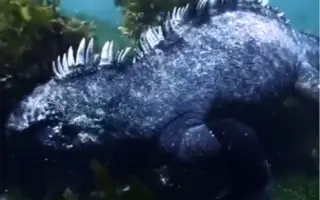 海鼠 搜索结果 哔哩哔哩 Bilibili